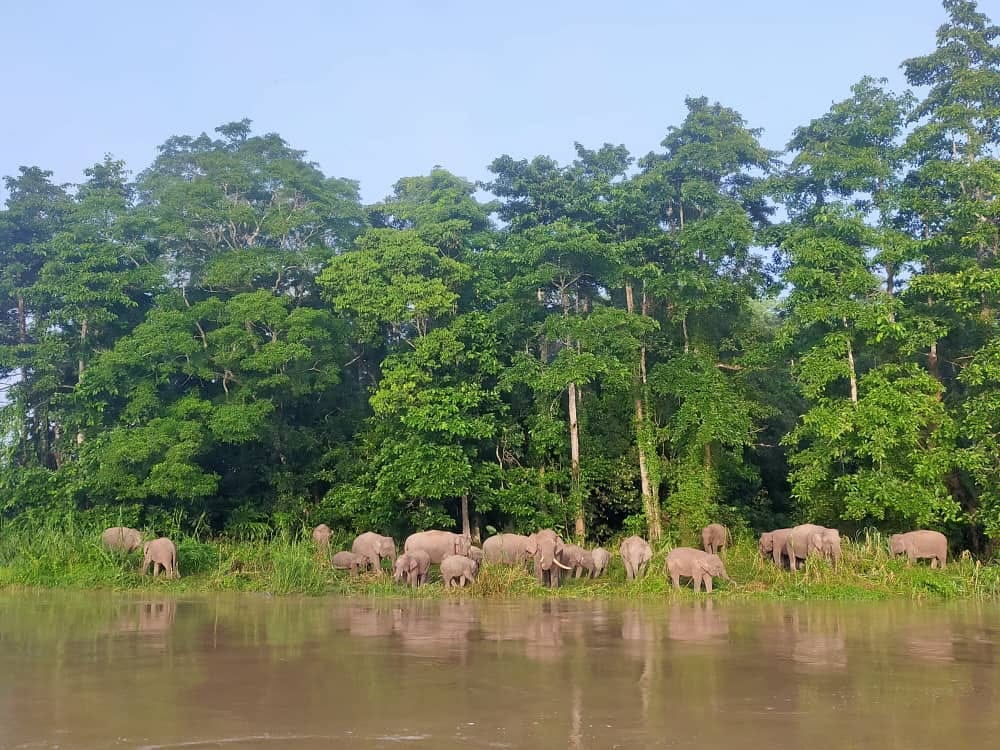 Pygmy elephant