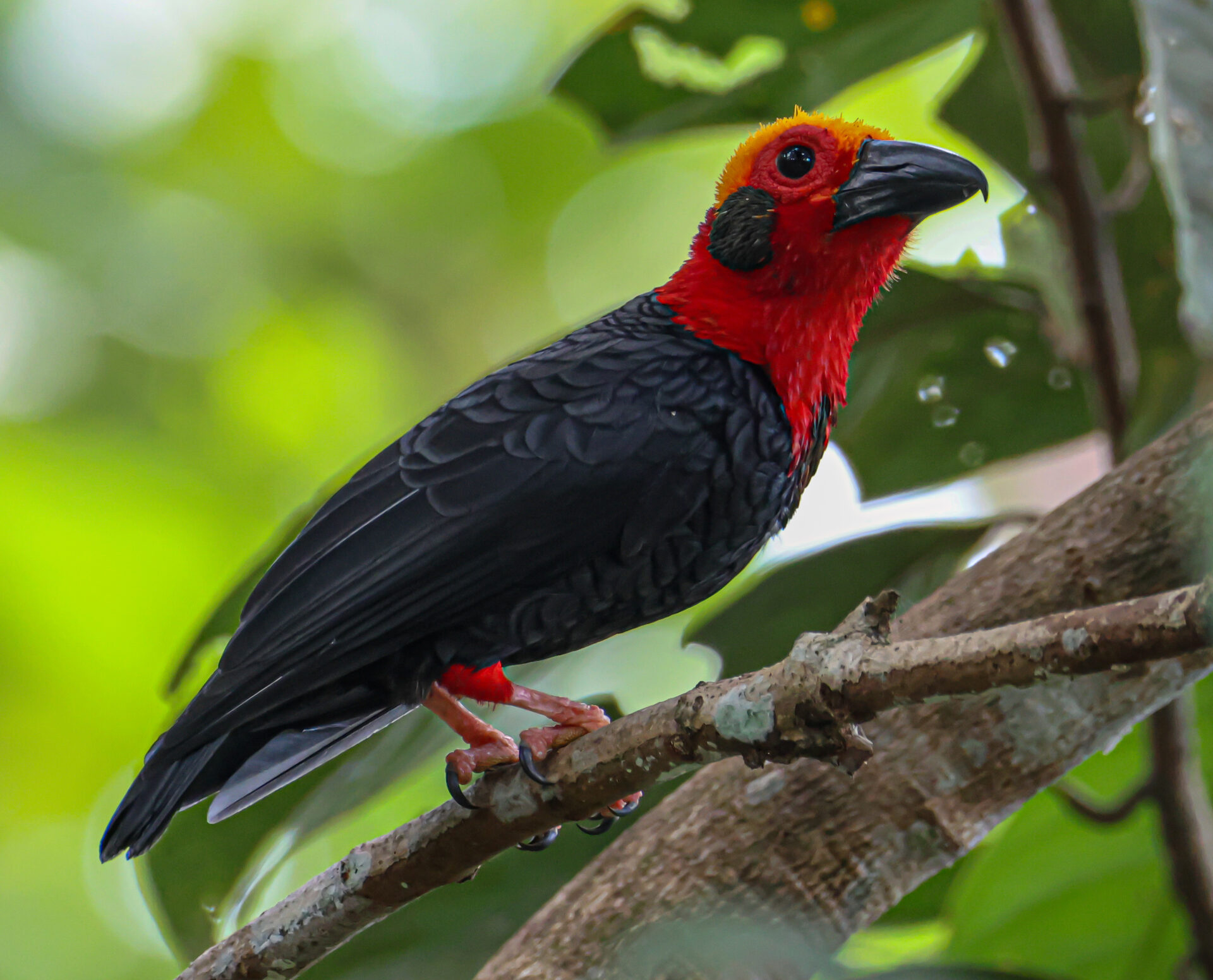 Bornean bristlehead