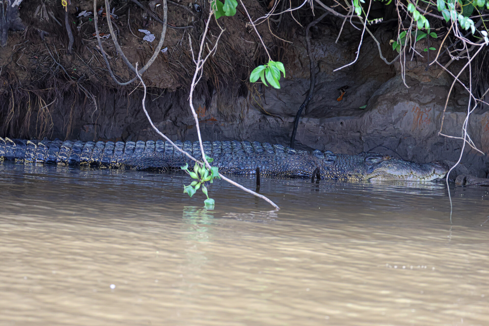 Crocodile on the Kinabatangan riverbank