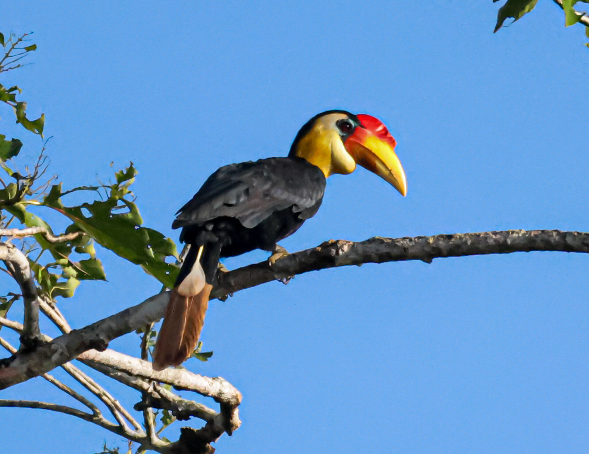 Wrinkled hornbill