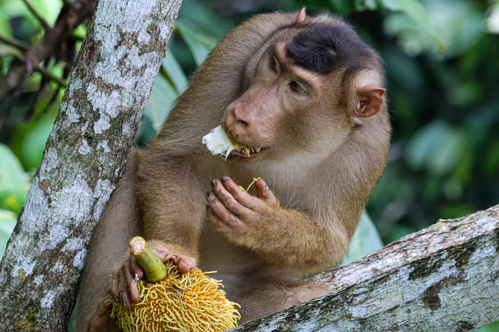 Pig-tailed macaque