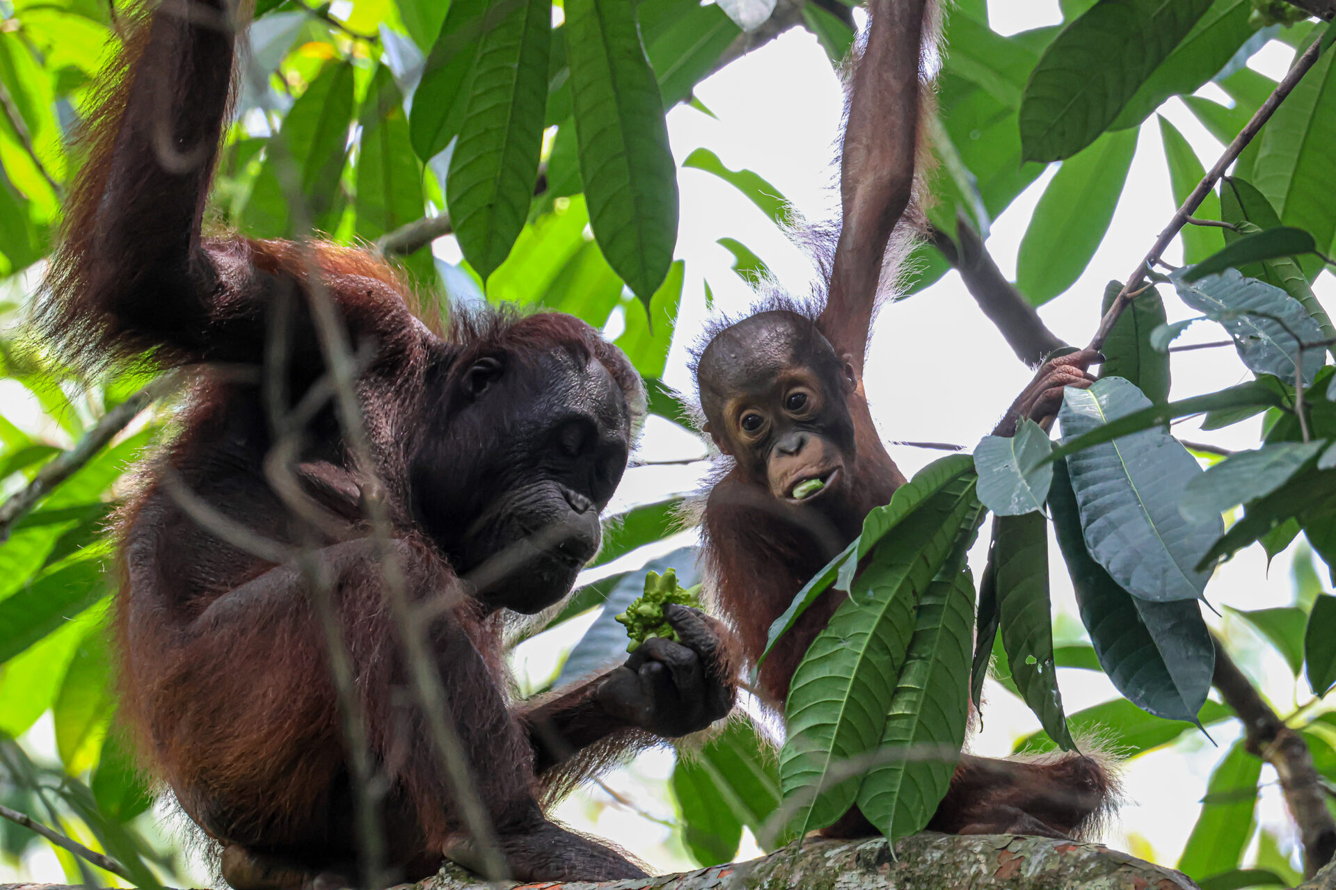 Full Day Discover Sandakan