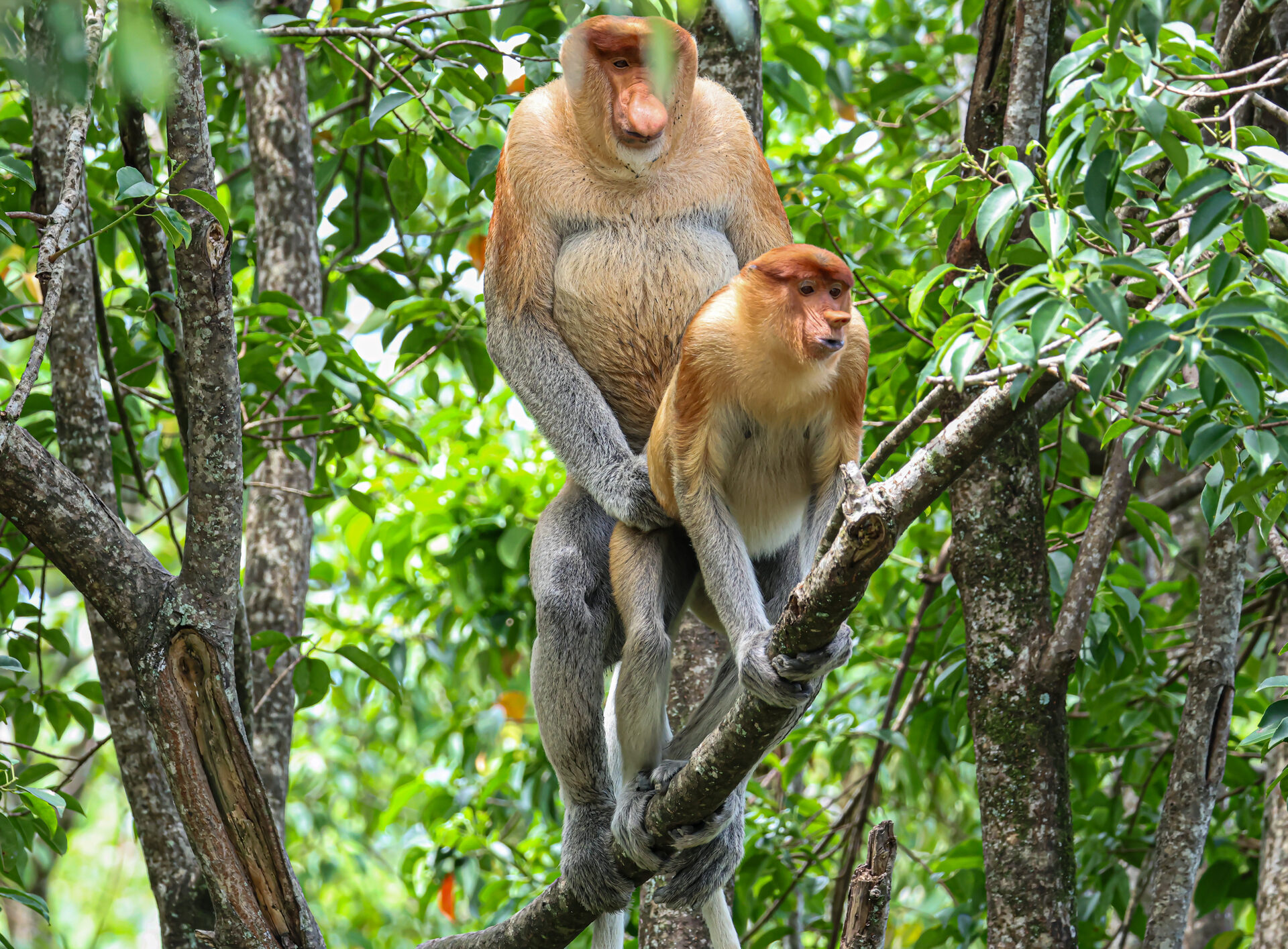 Proboscis monkeys
